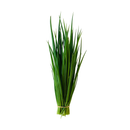 SEMENTES CEBOLINHA FANTASTICA BLUESEEDS 100G