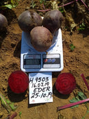 BETERRABA HÍBRIDA BS BET0128 BLUESEEDS 5000 SEMENTES