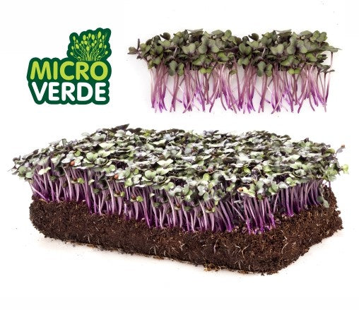 SEMENTES MICROVERDE REPOLHO ROXO TOPSEED 500G