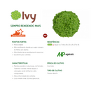 ALFACE CRESPA IVY SAKATA 25000 SEMENTES