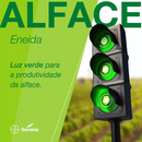 ALFACE CRESPA ENEIDA SEMINIS 25000 SEMENTES