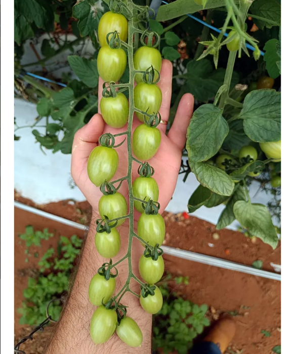 TOMATE GRAPE CEREJA HIBRIDO IBIZA EWS 500 SEMENTES