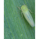 BEAUVERIA BASSIANA + METARHIZIUM ANISOPLIAE + ISARIA FUMOSOROSEA FORNAX 1L