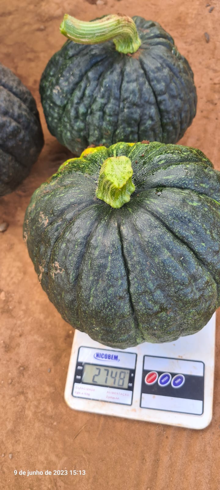 ABÓBORA HÍBRIDA CABOTIA TAKADA CERTA BLUESEEDS 2000 SEMENTES
