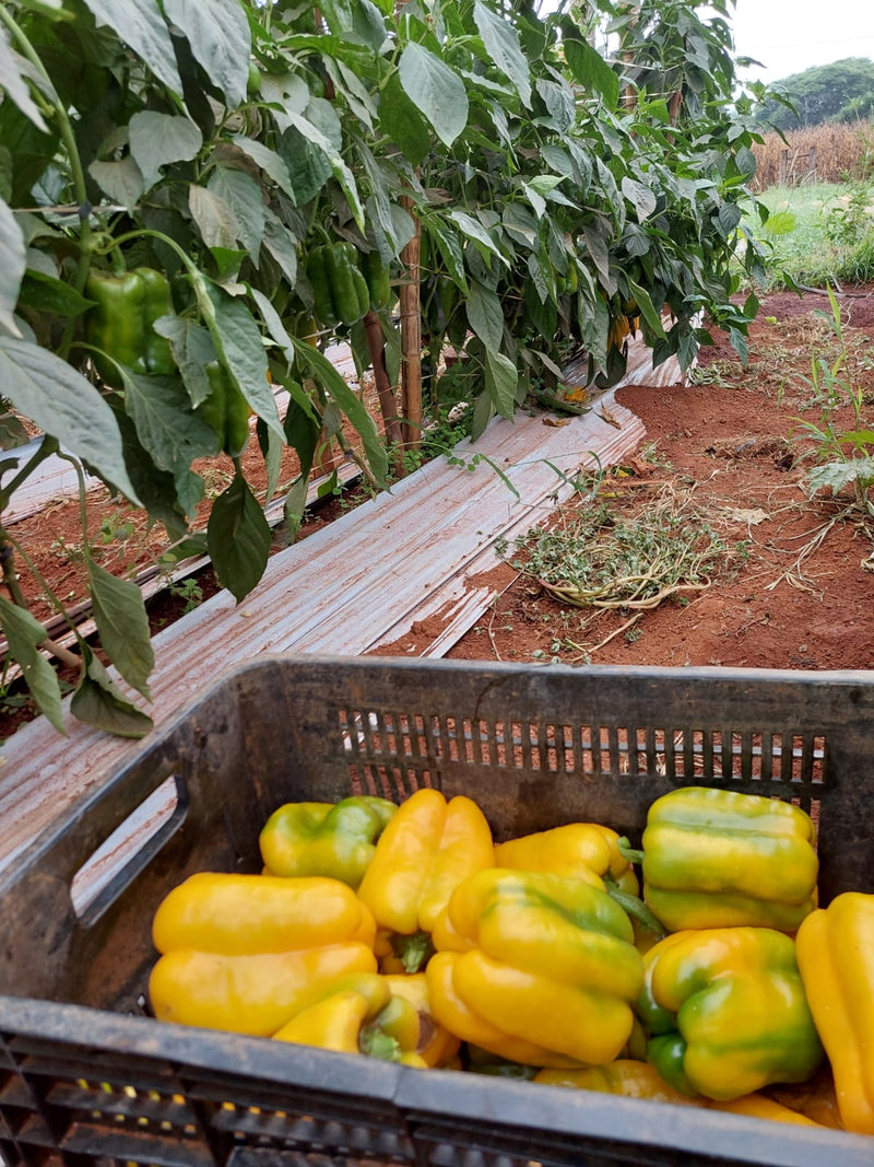 PIMENTÃO AMARELO HÍBRIDO CANÁRIO AGROCINCO EMBRAPA 1000 SEMENTES