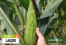 SEMENTES MILHO VERDE HÍBRIDO PAMONHEIRO SILAGEM LAS320 2KG