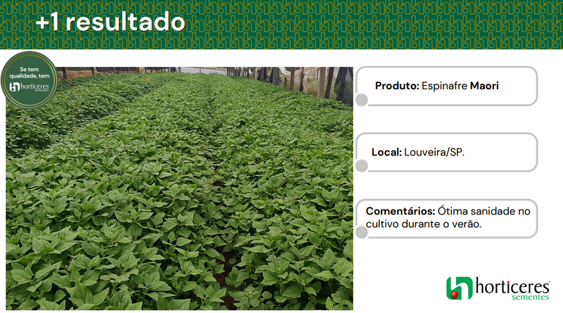 SEMENTES ESPINAFRE MAORI HORTICERES 200G