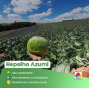 REPOLHO HIBRIDO AZUMI TAKII SEED 2500 SEMENTES