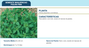 SEMENTES MANJERICAO FOLHA FILHA TOPSEED 50G