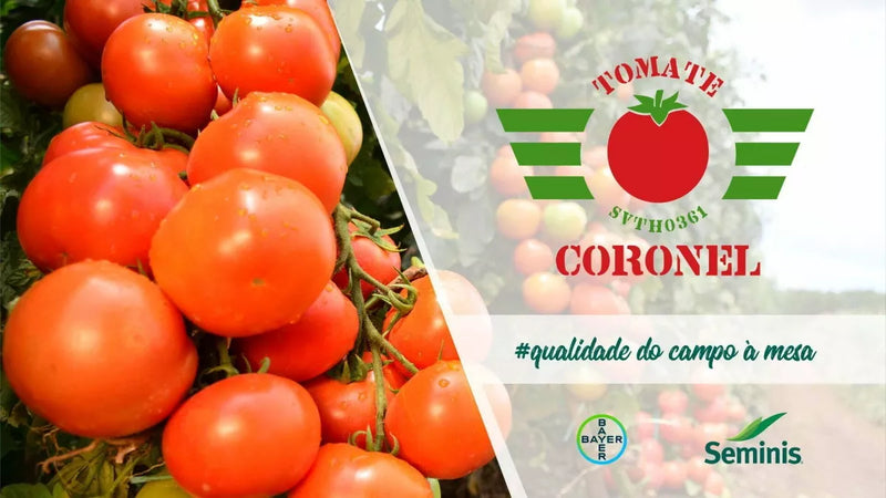 TOMATE HIBRIDO CORONEL SEMINIS 1000 SEMENTES