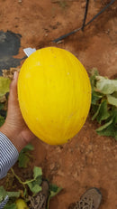 MELAO HIBRIDO BRS ANTON AGROCINCO 500 SEMENTES