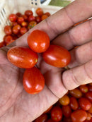 SEM TOMATE GRAPE HIB RED SUGAR  0.5MX - HORTICERES