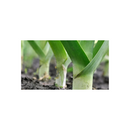 SEMENTES ALHO PORRO HIBRIDO ATAL HORTICERES 100G