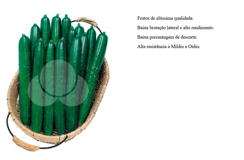 PEPINO JAPONES HIBRIDO TSUYATARO TAKII SEED 350 SEMENTES