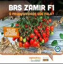 TOMATE HIBRIDO ZAMIR AGROCINCO/EMBRAPA 100 SEMENTES