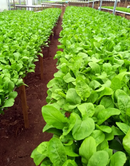 SEMENTES RÚCULA BS RU0081 BLUESEEDS 500G