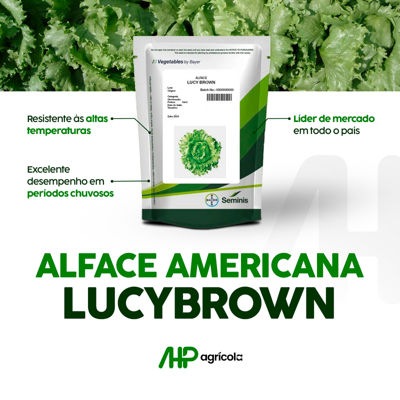 ALFACE AMERICANA LUCYBROWN SEMINIS 5000 SEMENTES