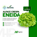 ALFACE CRESPA ENEIDA SEMINIS 25000 SEMENTES