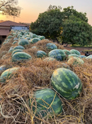 MELANCIA HIBRIDA DAKAR F1 AGROCINCO 1000 SEMENTES