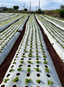 LONA MULCHING PRETO/BRANCO 1,6X1000M 5 FUROS AGROPLÁS