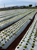 LONA MULCHING PRETO/BRANCO 1,6X1000M 5 FUROS AGROPLÁS