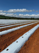 LONA MULCHING PRETO/BRANCO 1,20 X 1000M C/ 1 FURO P/ TOMATE AGROPLÁS