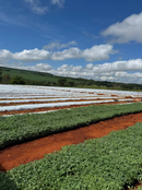 LONA MULCHING PRETO/BRANCO 1,20 X 1000M C/ 1 FURO P/ TOMATE AGROPLÁS