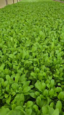 SEMENTES RÚCULA THUNDER 100G HORTICERES FLOATING HIDROPONIA