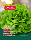 ALFACE LISA LUARA EWS 25000 SEMENTES