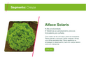 ALFACE CRESPA SOLARIS SEMINIS 5000 SEMENTES
