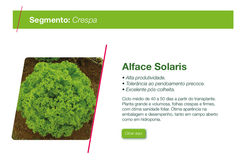 ALFACE CRESPA SOLARIS SEMINIS 5000 SEMENTES