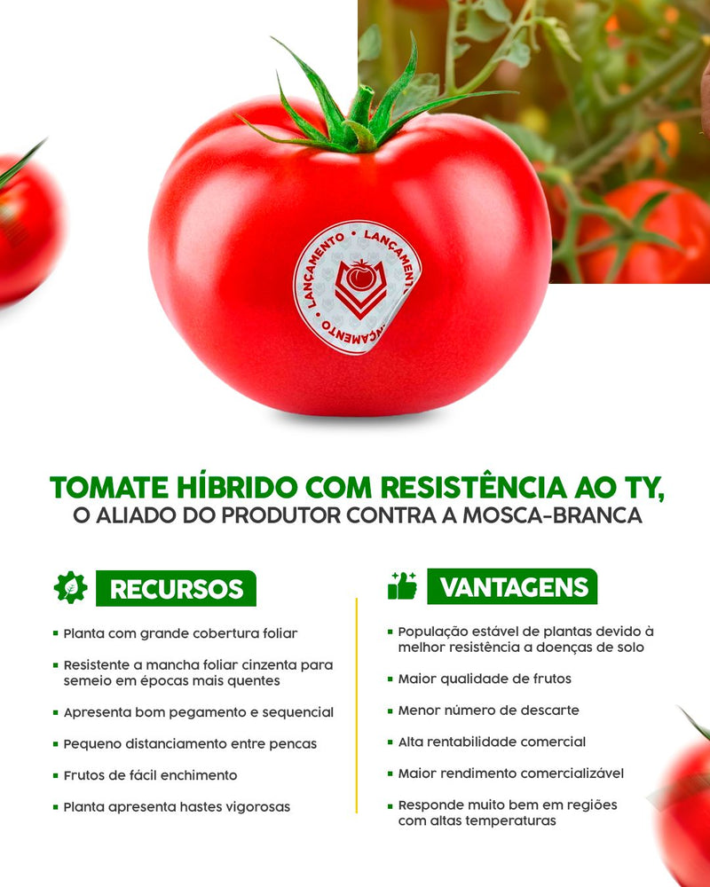 TOMATE HIBRIDO COMANDANTY SEMINIS 1000 SEMENTES