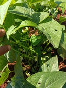 SEMENTES FEIJAO VAGEM RASTEIRO FARTURA 1KG HORTIVALE