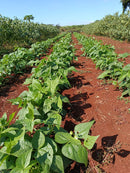 SEMENTES FEIJAO VAGEM RASTEIRO FARTURA 1KG HORTIVALE