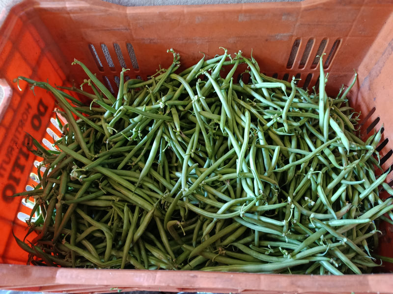 SEMENTES FEIJAO VAGEM RASTEIRO FARTURA 1KG HORTIVALE