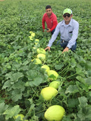 MELAO HIBRIDO GLADIAL F1 1000 SEMENTES RIJK ZWAAN