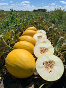 MELAO HIBRIDO GLADIAL F1 1000 SEMENTES RIJK ZWAAN