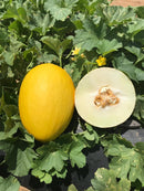 MELAO HIBRIDO GLADIAL F1 1000 SEMENTES RIJK ZWAAN