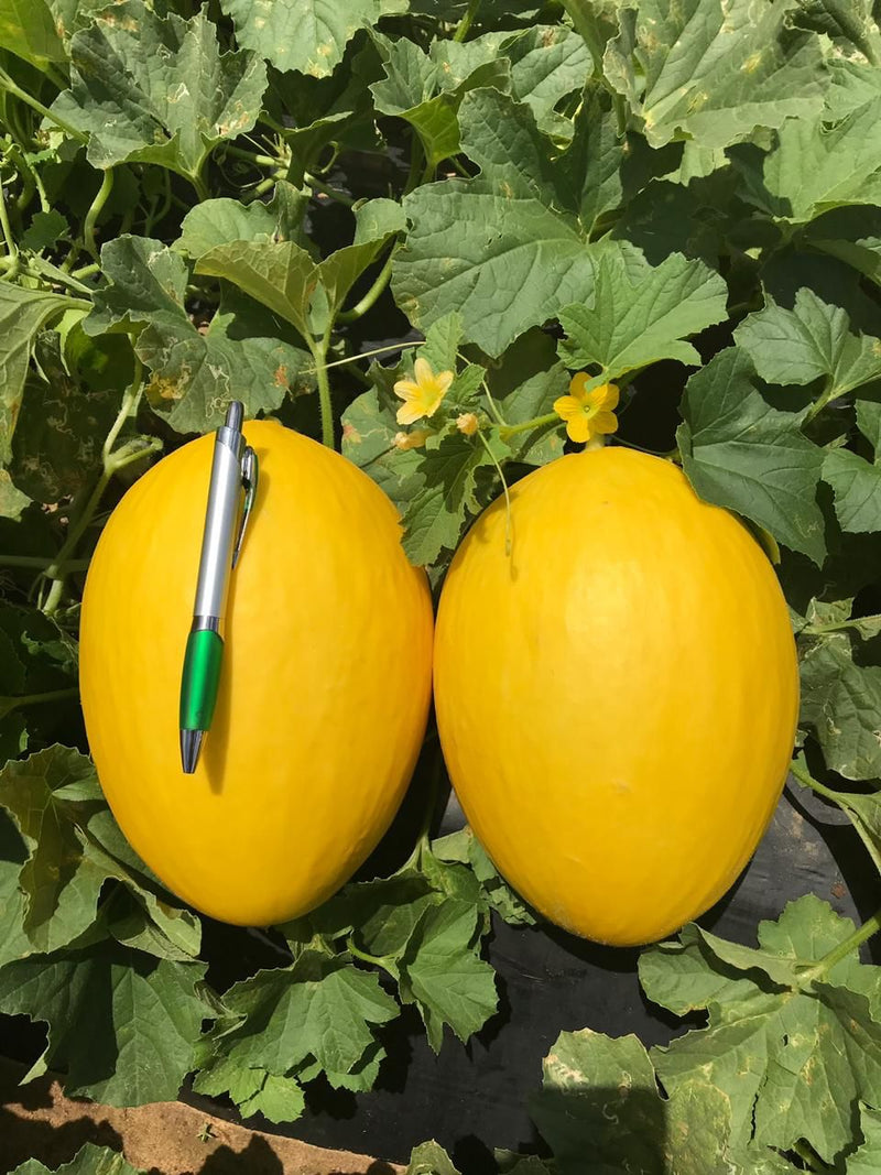 MELAO HIBRIDO GLADIAL F1 1000 SEMENTES RIJK ZWAAN