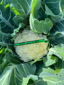 Couve Flor Hibrida Inverno Fuji Horticeres 1000 Sementes