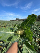 Couve Flor Hibrida Inverno Fuji Horticeres 1000 Sementes