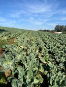 Couve Flor Hibrida Inverno Fuji Horticeres 1000 Sementes