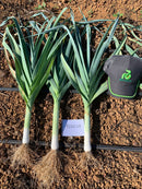 ALHO PORO HIBRIDO FLOCCUS RIJK ZWAAN 1000 SEMENTES