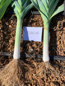 ALHO PORO HIBRIDO FLOCCUS RIJK ZWAAN 1000 SEMENTES