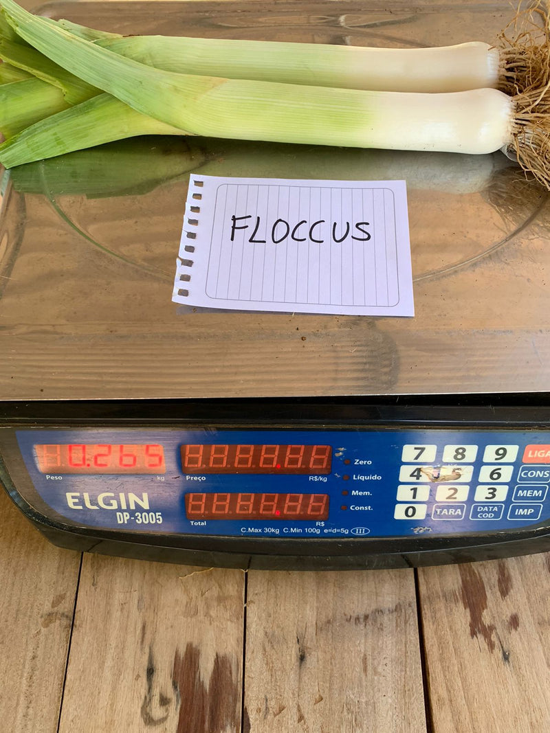 ALHO PORO HIBRIDO FLOCCUS RIJK ZWAAN 1000 SEMENTES