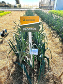 ALHO PORO HIBRIDO FLOCCUS RIJK ZWAAN 1000 SEMENTES