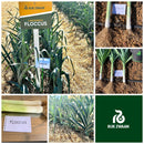 ALHO PORO HIBRIDO FLOCCUS RIJK ZWAAN 1000 SEMENTES