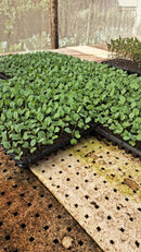 Couve Manteiga Hibrida Hs30 Horticeres 1000 Sementes