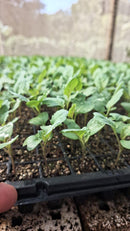 Couve Manteiga Hibrida Hs30 Horticeres 1000 Sementes