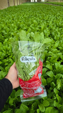 SEMENTES RÚCULA THUNDER 100G HORTICERES FLOATING HIDROPONIA